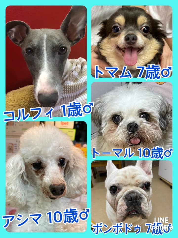 🐾今日の里親様募集中ワンコ🐶メンバーです🐾2021,9,21